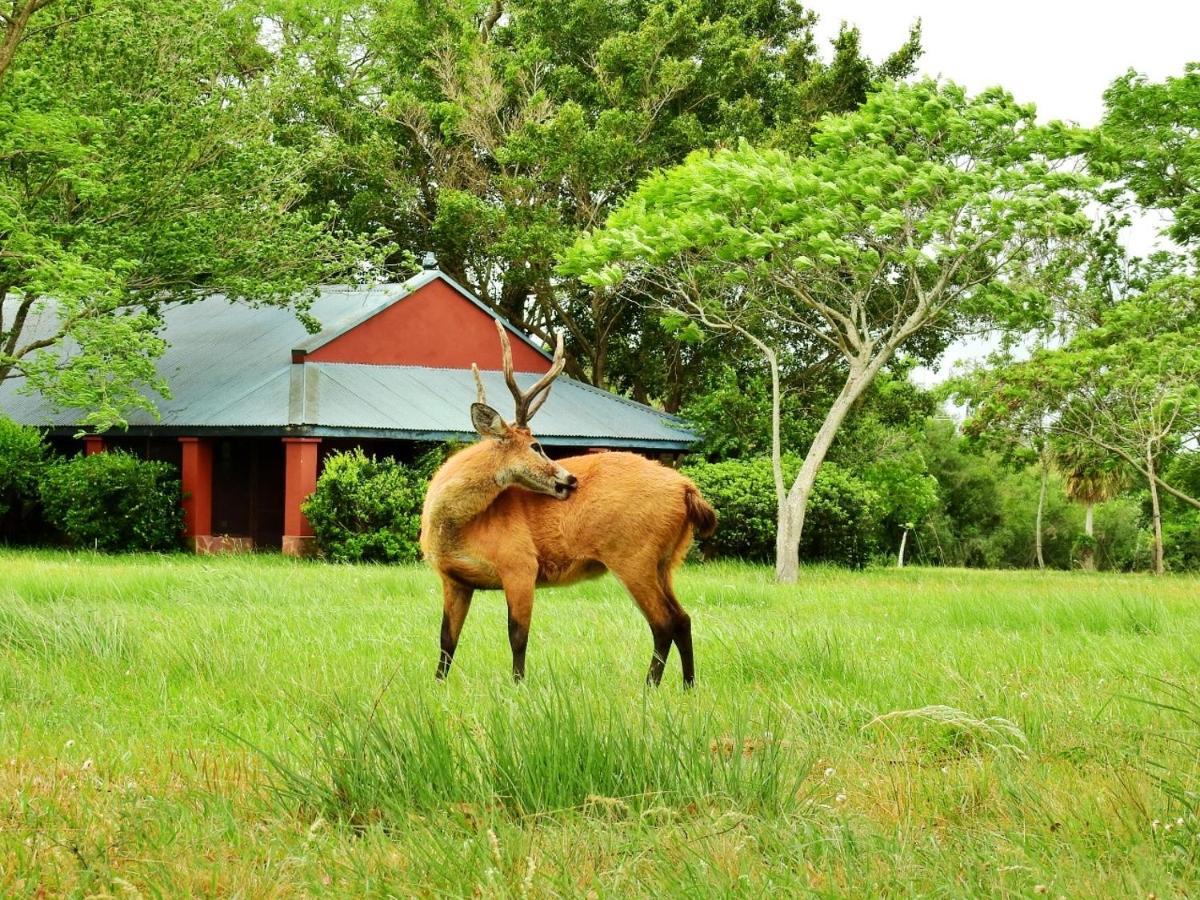 קולוניה קרלוס פלגריני Estancia Ibera מראה חיצוני תמונה
